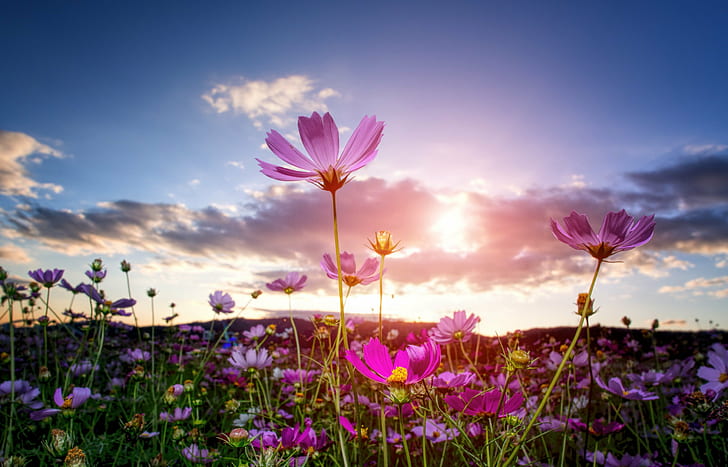 Love-field